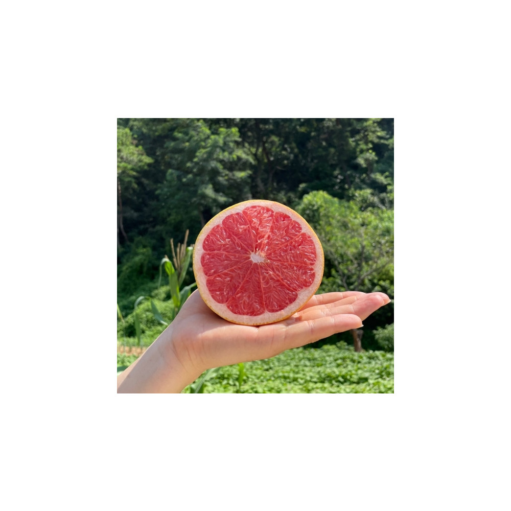 자몽