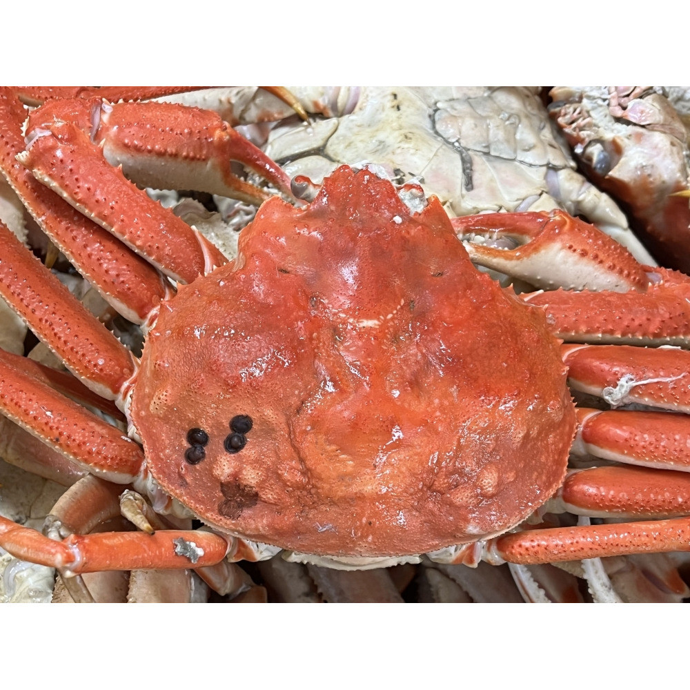 B급 러시아대게